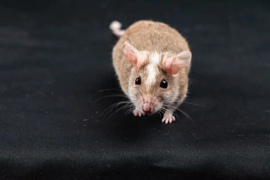 A cute natal multimammate mouse (Mastomys natalensis) on a black background.