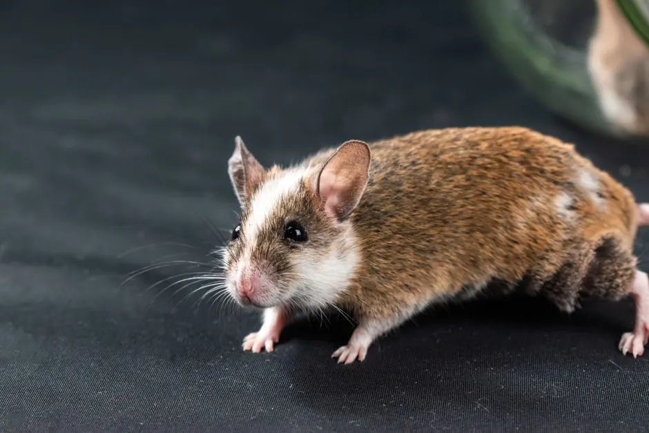 A detailed portrait of a Natal multimammate mouse with brown fur, captured indoors.