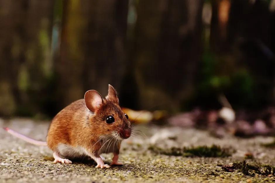 A detailed shot of a brown wood mouse on a natural outdoor surface, highlighting its whiskers and fur.