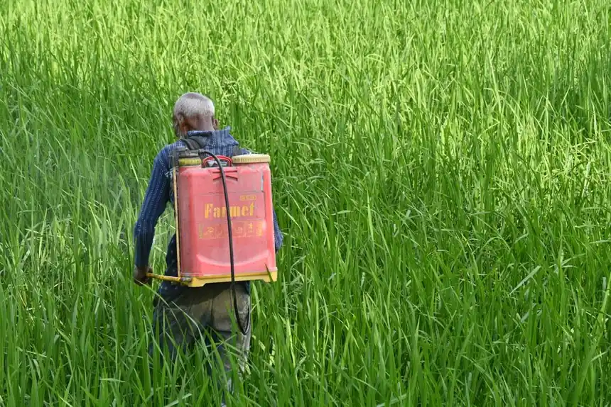 A farmer applying pesticides in a green rice field in Rangpur, Bangladesh.