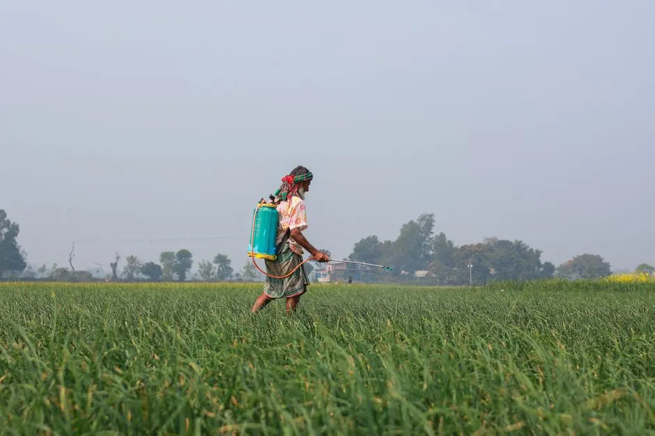 A rural farmer in Pabna, Bangladesh, sprays pesticides over green crops, showcasing agricultural practices.