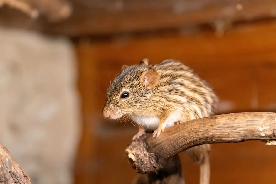 Detailed image of a striped mouse perched on a wooden branch, capturing its natural habitat.