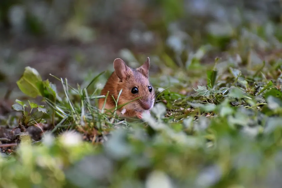 Discover a cute mouse peeking through greenery in this wildlife portrait.