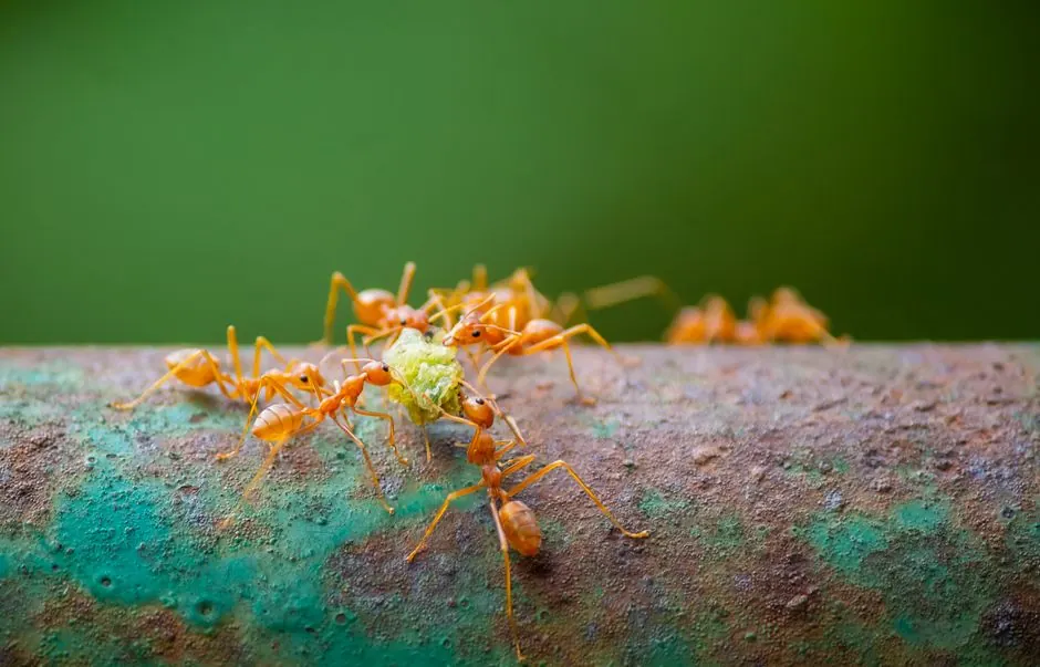 Macro shot of collaborative red ants foraging on a weathered, rusted pipe.