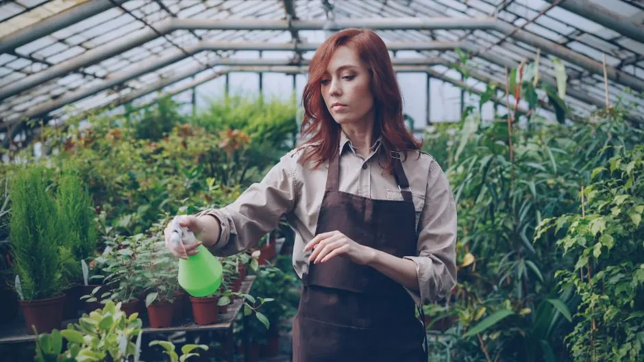Woman in apron watering plants in a lush greenhouse environment.
